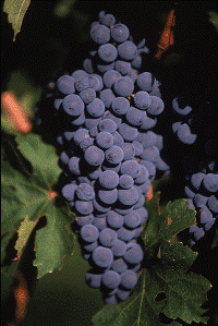 CABERNET SAUVIGNON